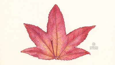 Herfstblad Amberboom