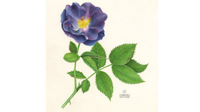 Rosa Rhapsody in Blue