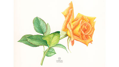 Roos
